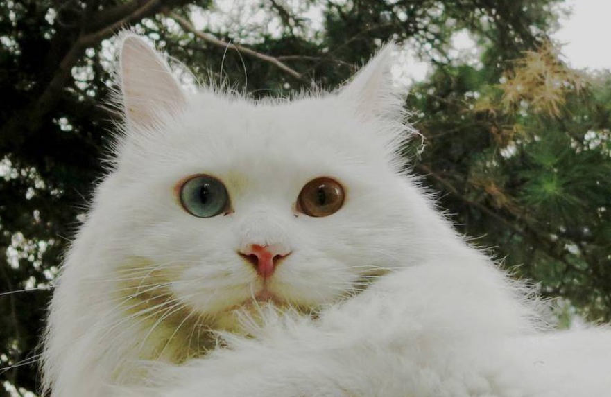 异瞳白猫是什么品种的猫（介绍异瞳白猫的种类和特点）