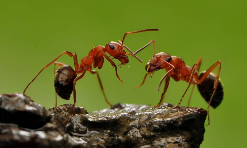 蚂蚁是害虫吗(蚂蚁生态角色探讨：害虫还是益虫？)