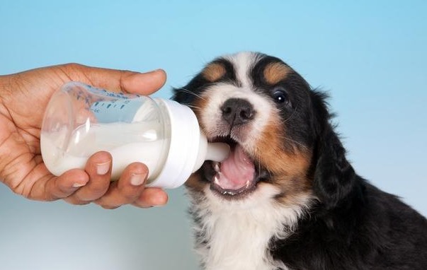 狗能喝纯牛奶吗(解答狗狗是否可以饮用纯牛奶的问题)