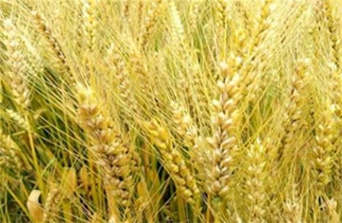 大麦和小麦的区别（农作物大麦和小麦的区别和功效）