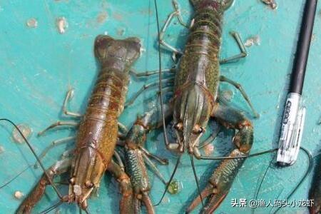 澳洲龙虾养殖（澳洲淡水小龙虾养殖技术）