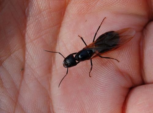 带翅膀的黑蚂蚁有毒吗（黑蚂蚁是否具有毒性及危害）