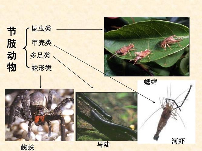 昆虫和动物的区别（解析昆虫和动物的生物分类和特征差异）