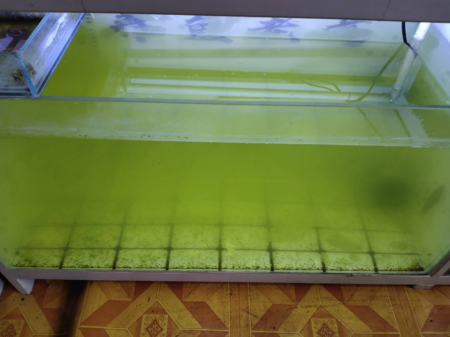 鱼缸里水变绿色怎样解决（鱼缸水变绿如何处理方法）