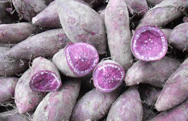 女人常吃紫薯的好处(紫薯对女性健康的五大益处)