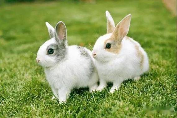 养兔子的缺点与不建议（分析养兔子的不足与不建议的原因）