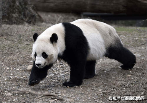 大熊猫的天敌是什么动物（详解大熊猫的天敌及其特征）